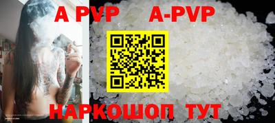 гашик Кингисепп