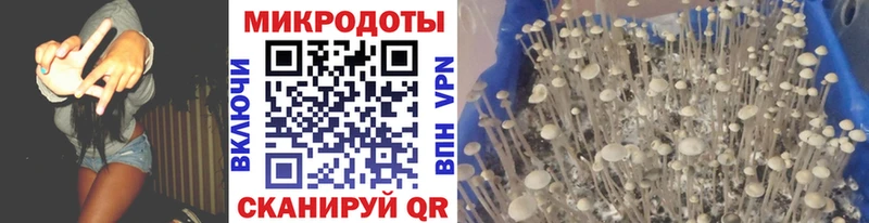 Галлюциногенные грибы Psilocybe  кракен маркетплейс  Невинномысск 